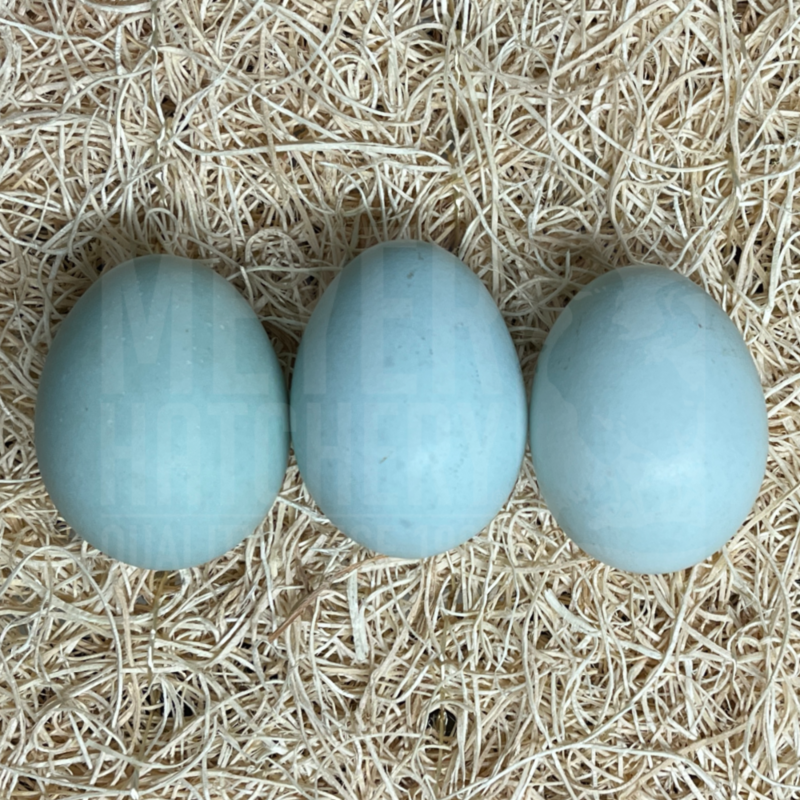 Black Ameraucana Day Old Chicks