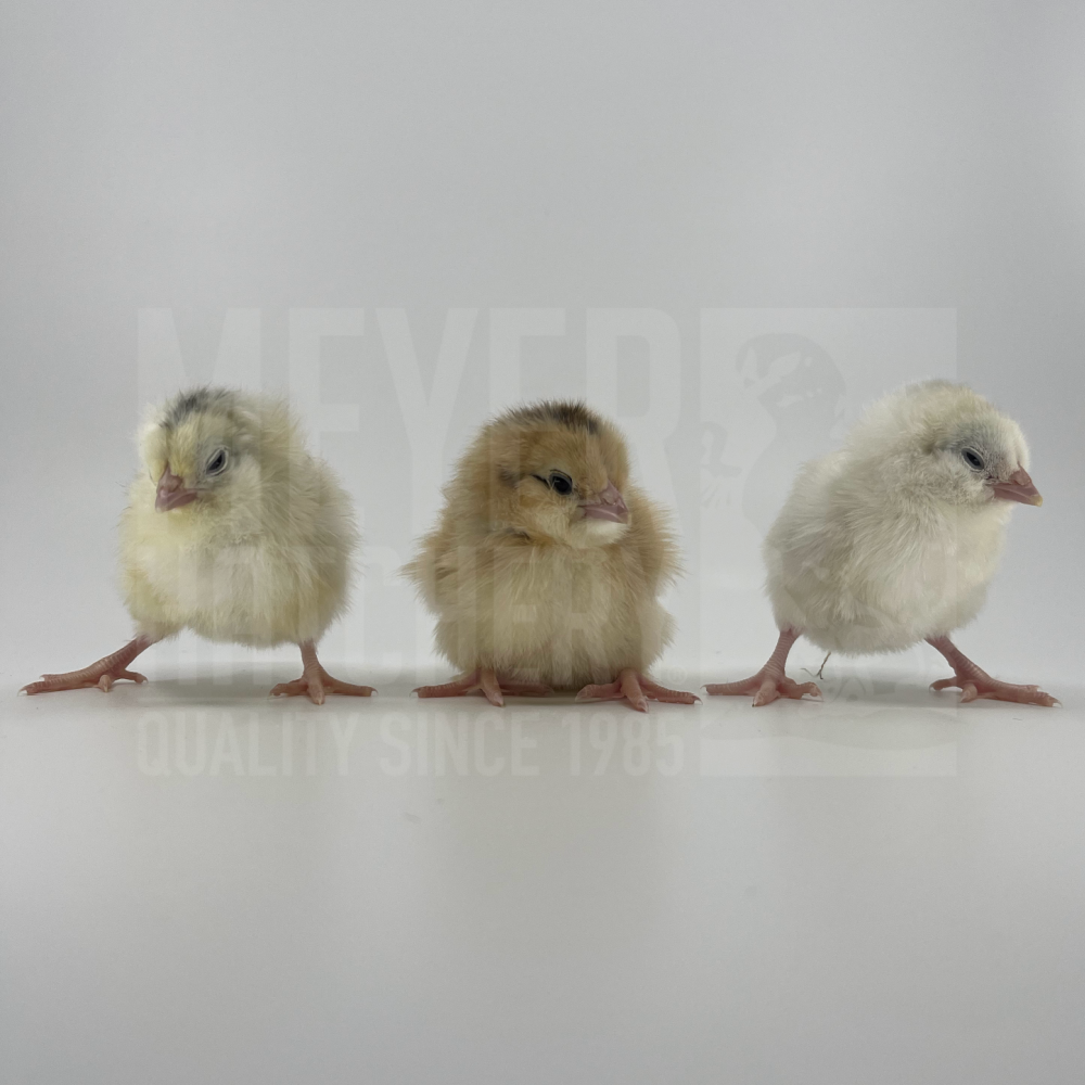 Rus jingalak onalar porno