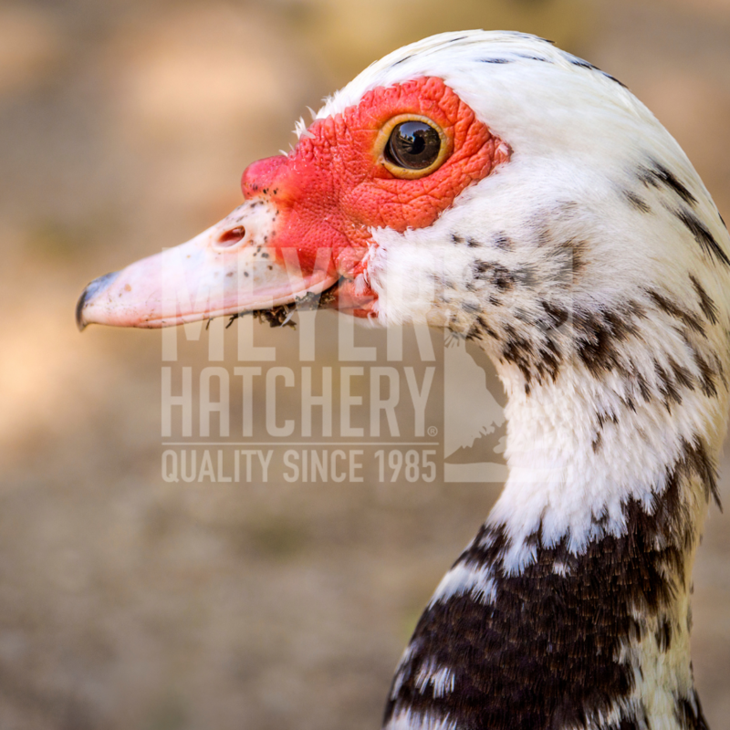 Black Muscovy Day Old Ducklings