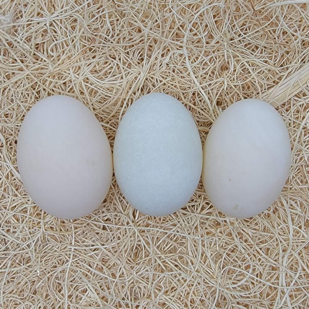 Hatchery Choice Runner Duck Hatching Eggs