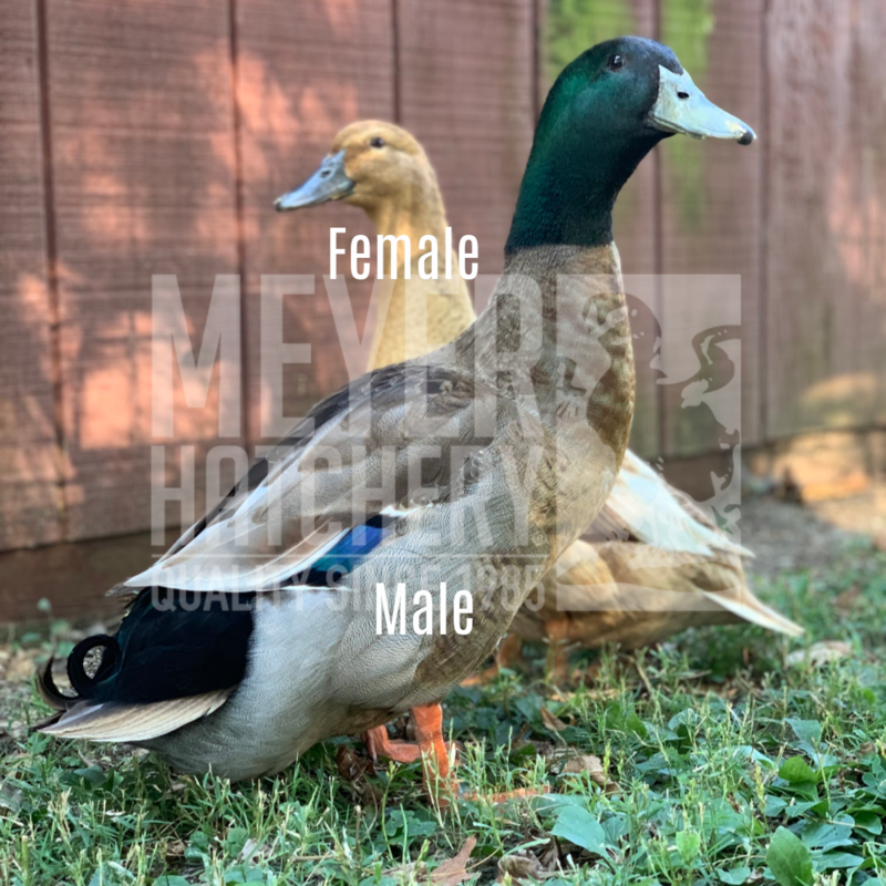 Golden Layer Duck Hatching Eggs
