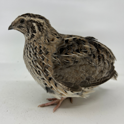 Started Quail, Breeder Set of 10