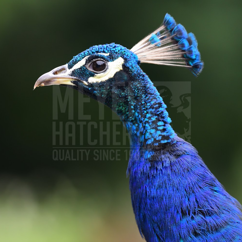 Black Shoulder Peafowl Juvenile Pair