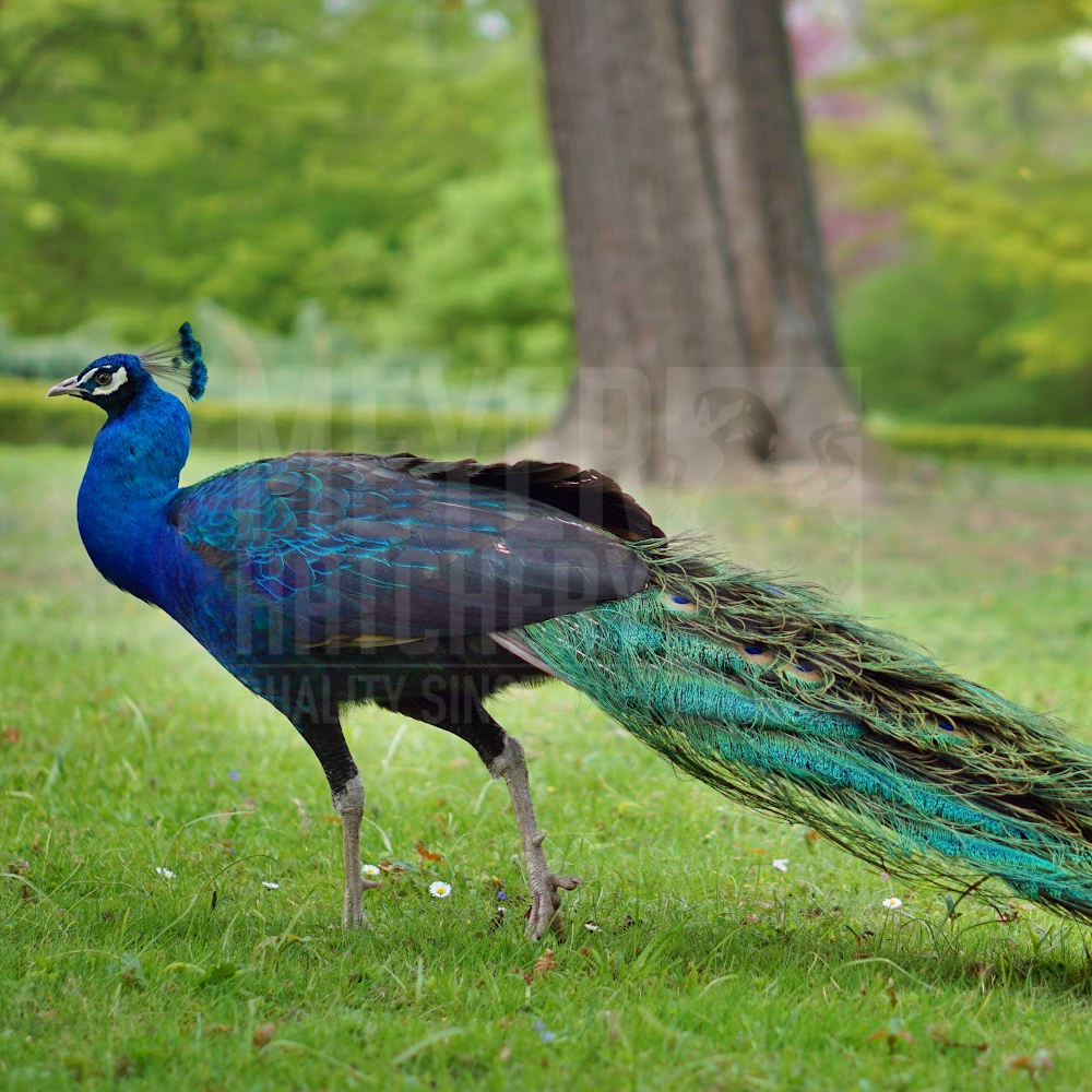 Black Shoulder Peafowl Juvenile Pair