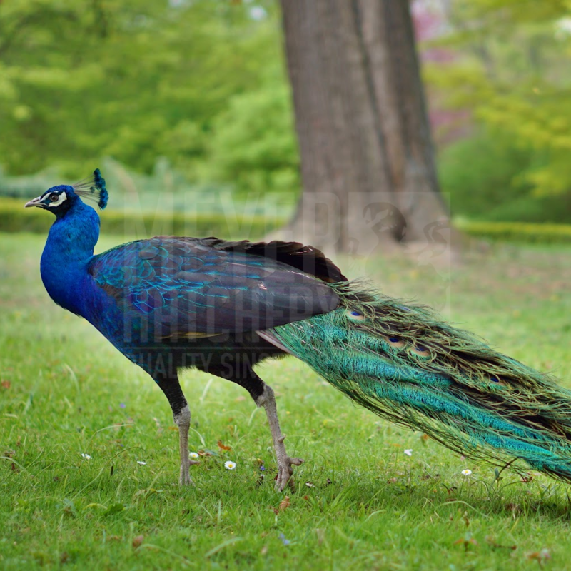Black Shoulder Peafowl Juvenile Pair