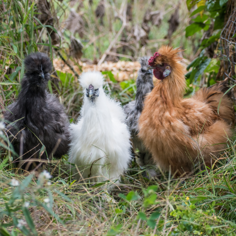 Silkies