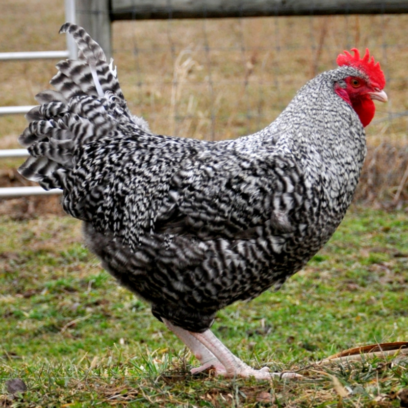 Marans
