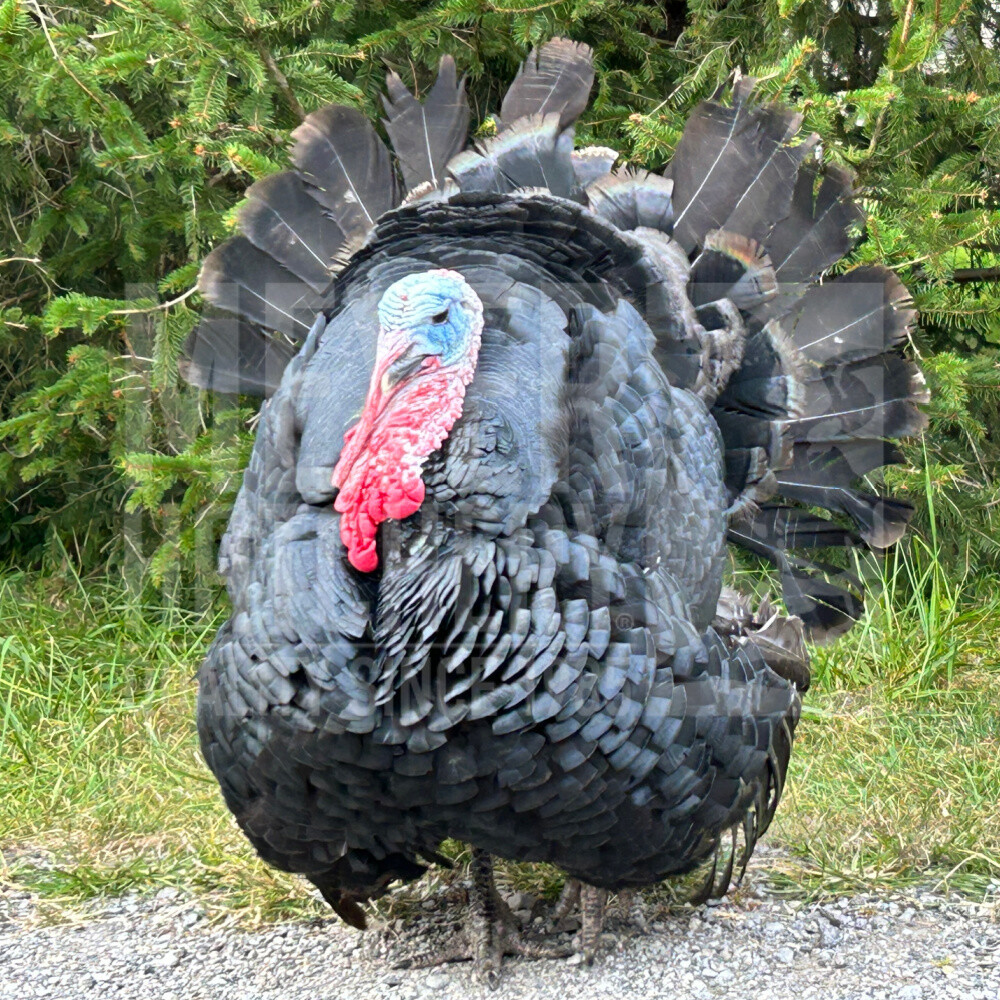 Meyer Hatchery's Signature Broad Breasted Black Turkeys