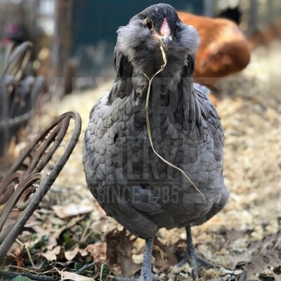 Blue Ameraucana Day Old Chicks