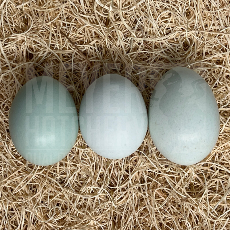 Fibro Easter Egger Day Old Chicks