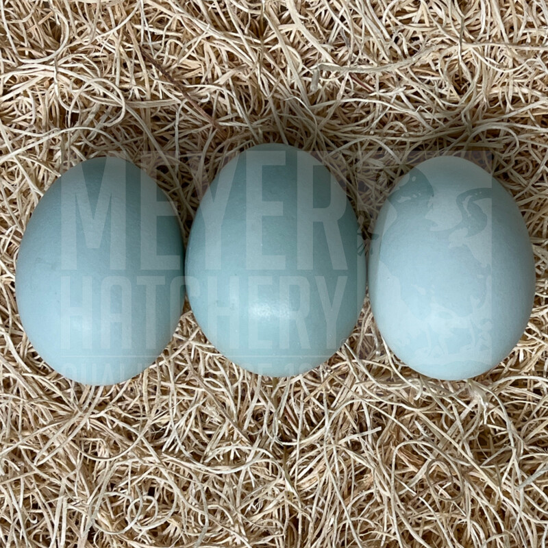 Lavender Ameraucana Day Old Chicks