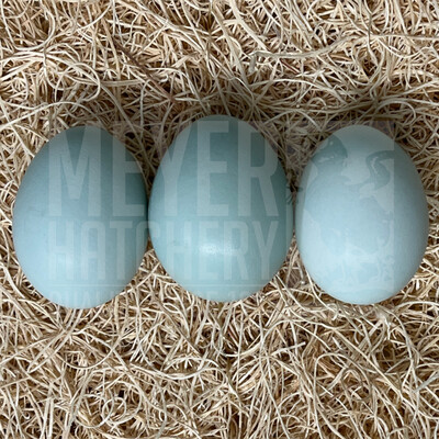 Lavender Ameraucana Day Old Chicks