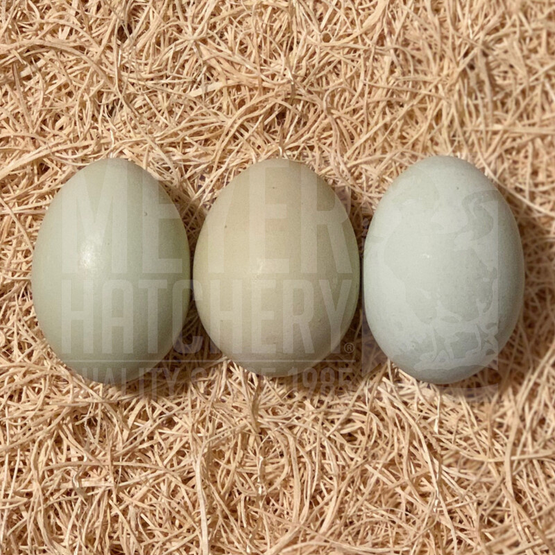 Easter Egger Day Old Chicks
