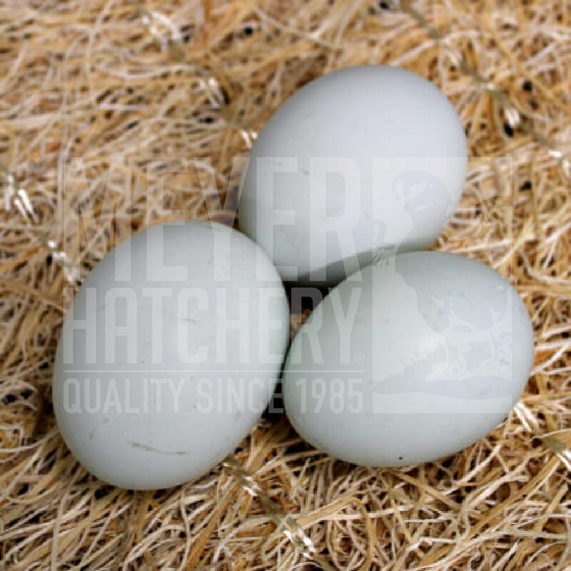 Cream Legbar Day Old Chicks