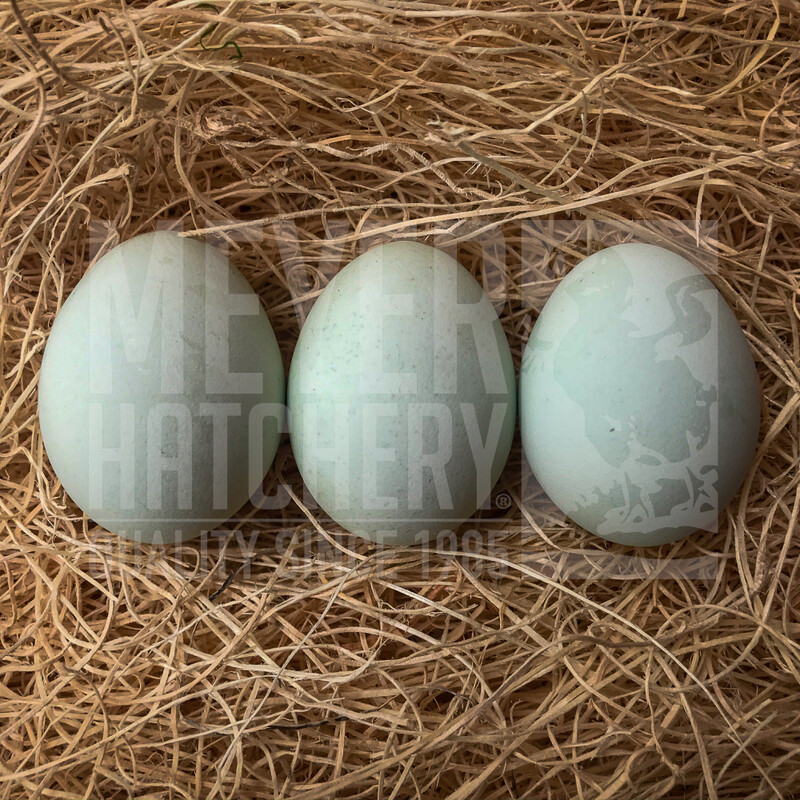 Steele Egger Day Old Chicks