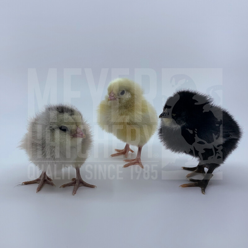 Frizzle (FS) Easter Egger Day Old Chicks