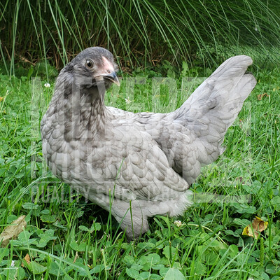 Blue Sex-Link Easter Egger Bantam Day Old Chicks