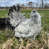 Green Queen Bantam Day Old Chicks