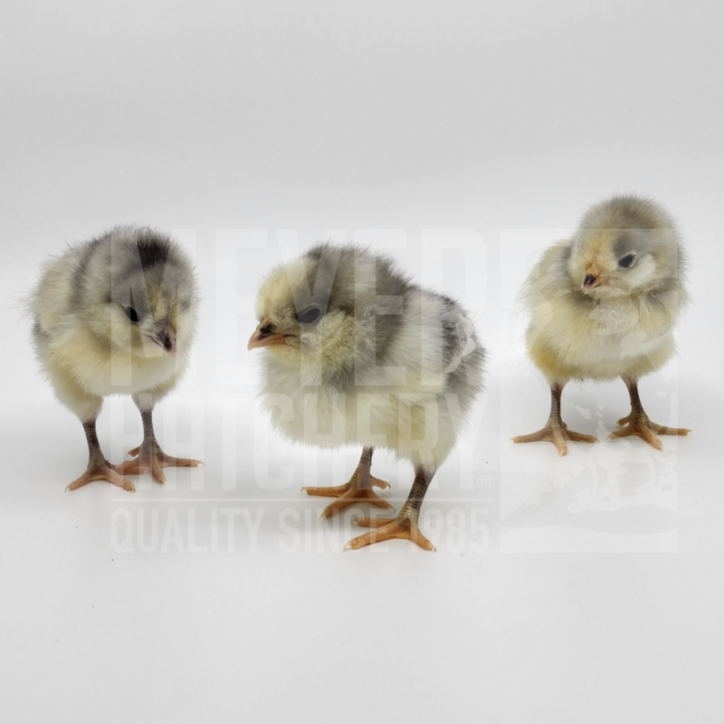 Steele Egger Bantam Day Old Chicks