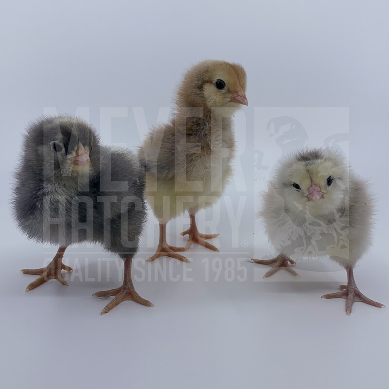 Frizzle Easter Egger Hatching Eggs