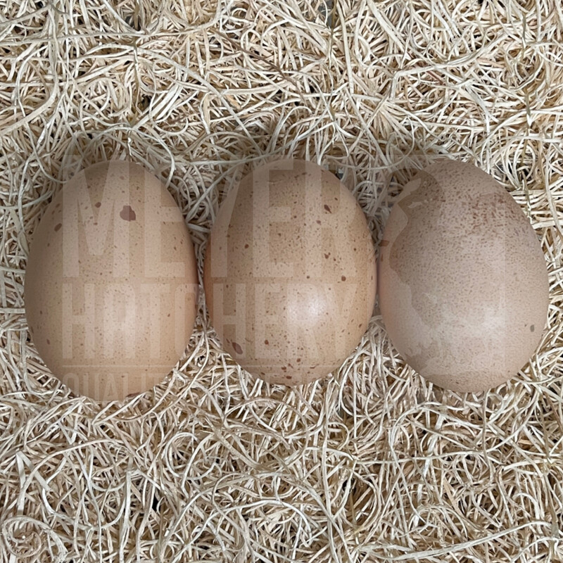 Bielefelder Day Old Chicks