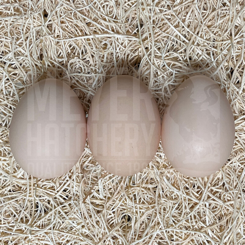 Lavender Orpington Day Old Chicks