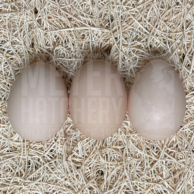 Lavender Orpington Day Old Chicks