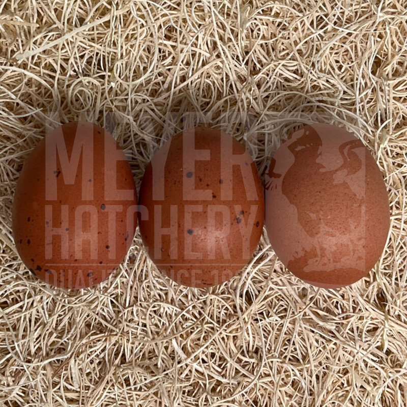 Wheaten Marans Day Old Chicks