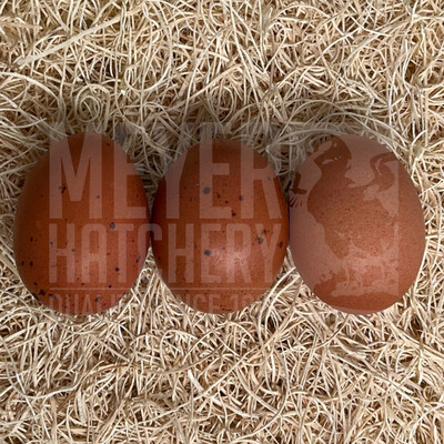Wheaten Marans Day Old Chicks