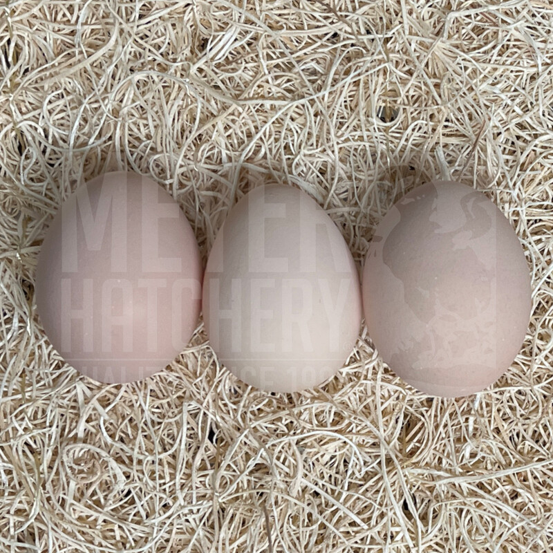 Buff Orpington Day Old Chicks