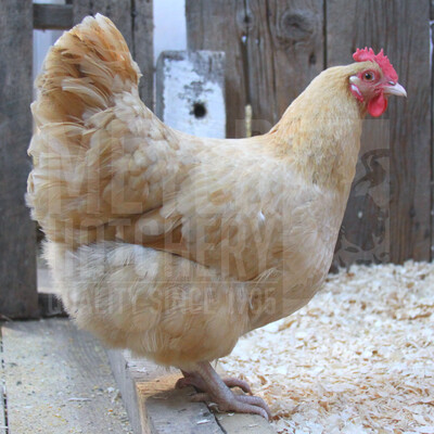 Buff Orpington Day Old Chicks