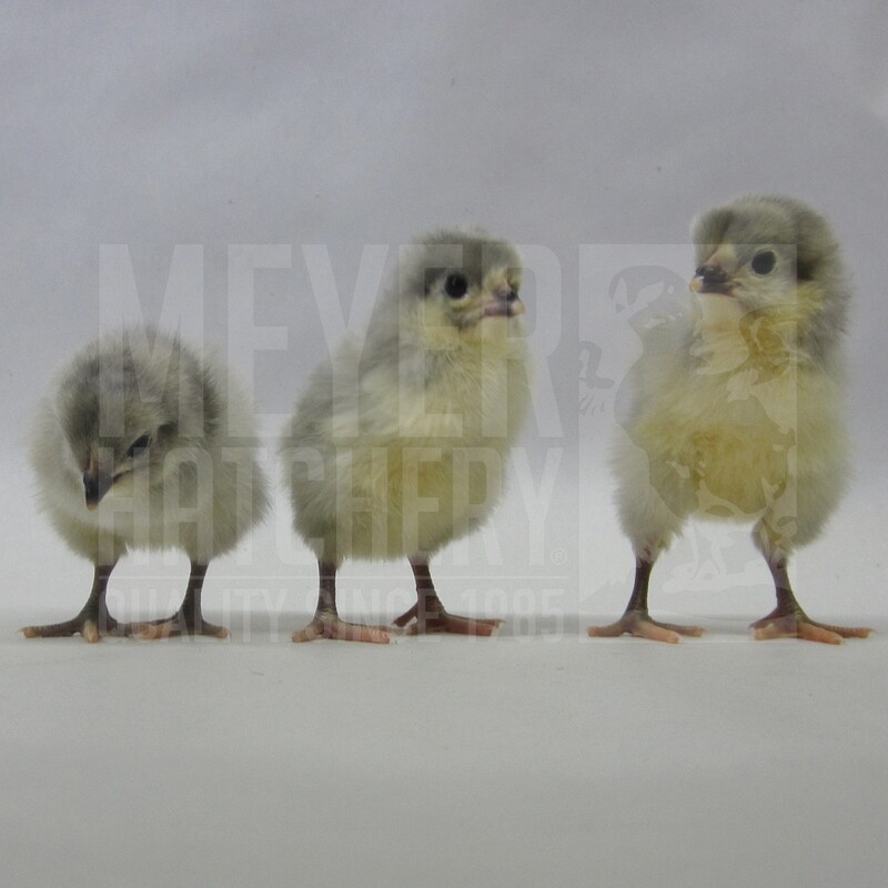 Lavender and Black Split to Lavender Orpington Hatching Eggs