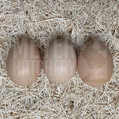 Rhode Island Red Hatching Eggs