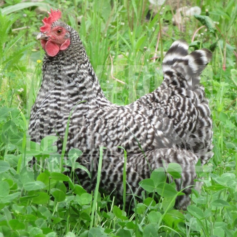 Barred Plymouth Rock Hatching Eggs