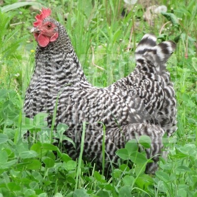 Barred Plymouth Rock Hatching Eggs