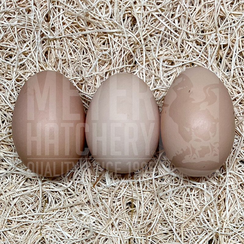 White Plymouth Rock Day Old Chicks