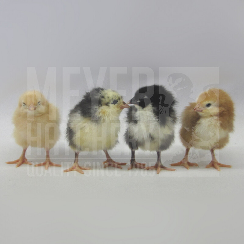 Brown Egg Layer Assortment Day Old Chicks