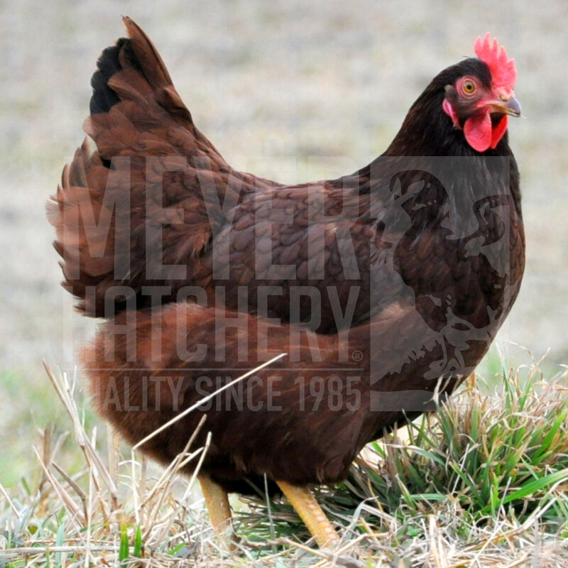 Rhode Island Red Day Old Chicks