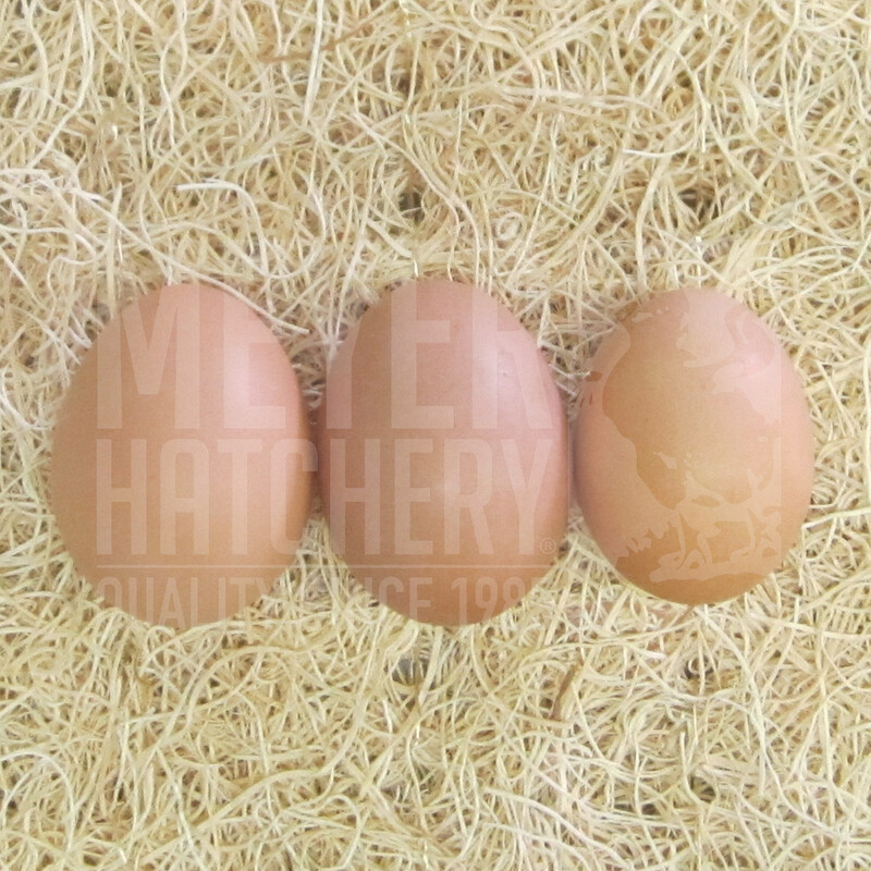 New Hampshire Red Day Old Chicks