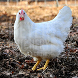 White Plymouth Rock Started Pullets