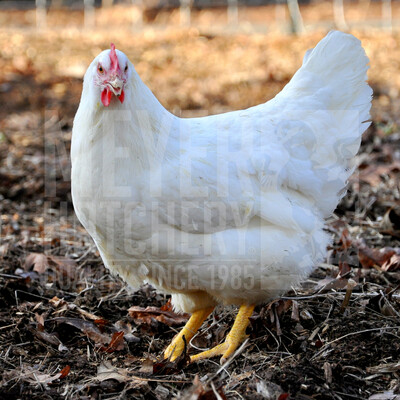 White Plymouth Rock Day Old Chicks