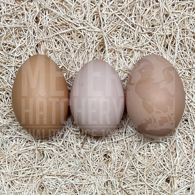 Black Australorp Hatching Eggs