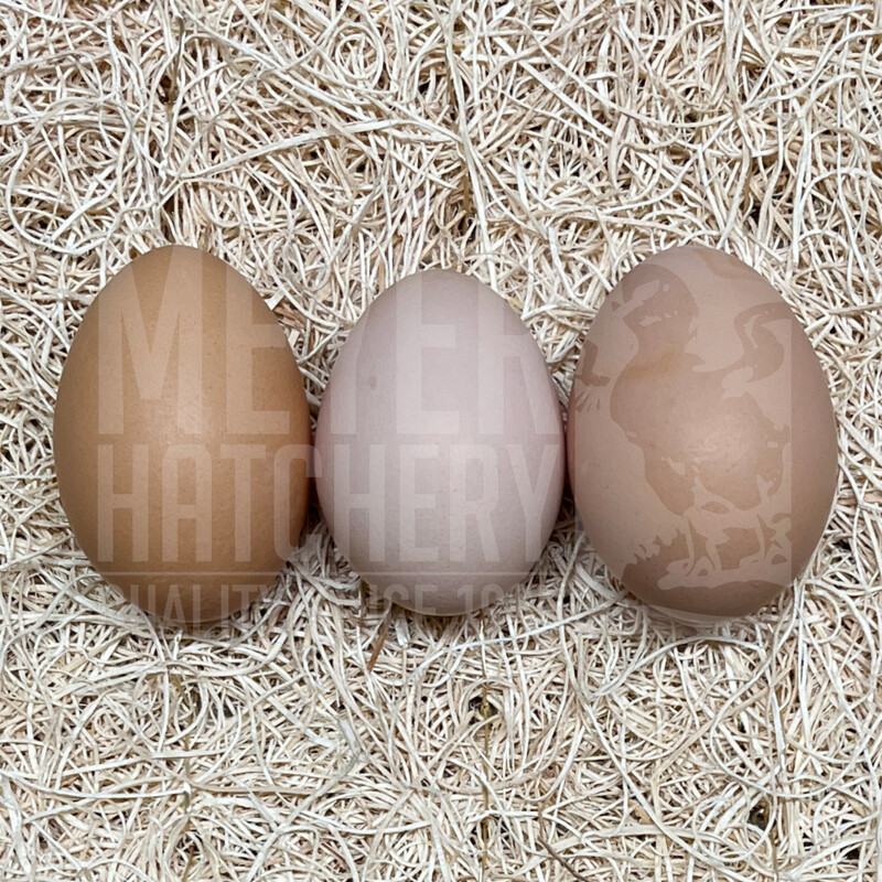 Black Australorp Day Old Chicks