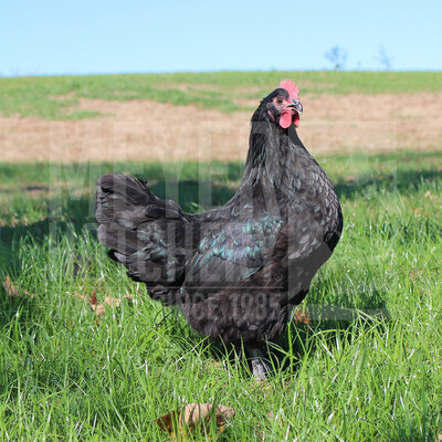 Black Australorp Hatching Eggs
