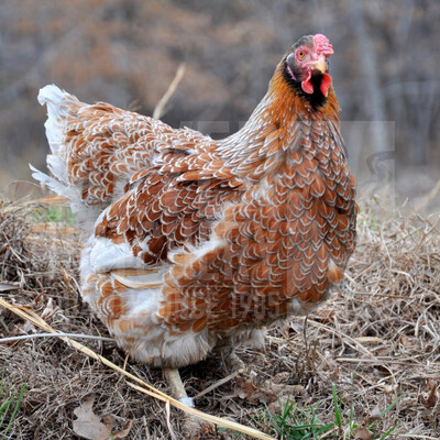 Blue (BBS) Laced Red Wyandotte Day Old Chicks