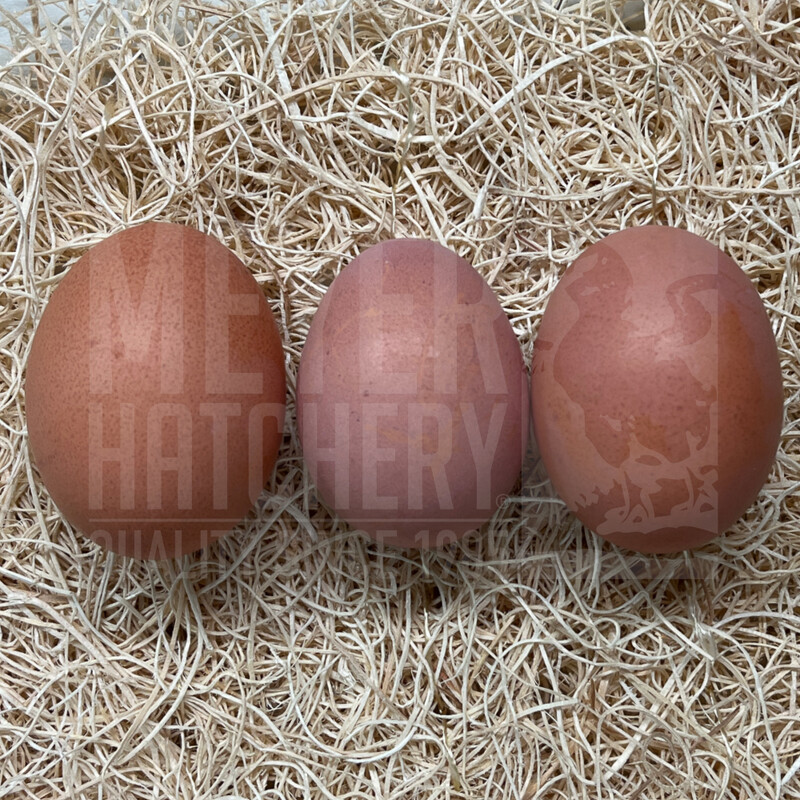 Silver Doubled Laced Barnevelder Day Old Chicks