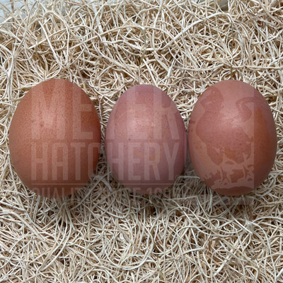 Silver Doubled Laced Barnevelder Day Old Chicks