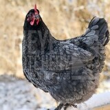 Blue Copper Marans Day Old Chicks