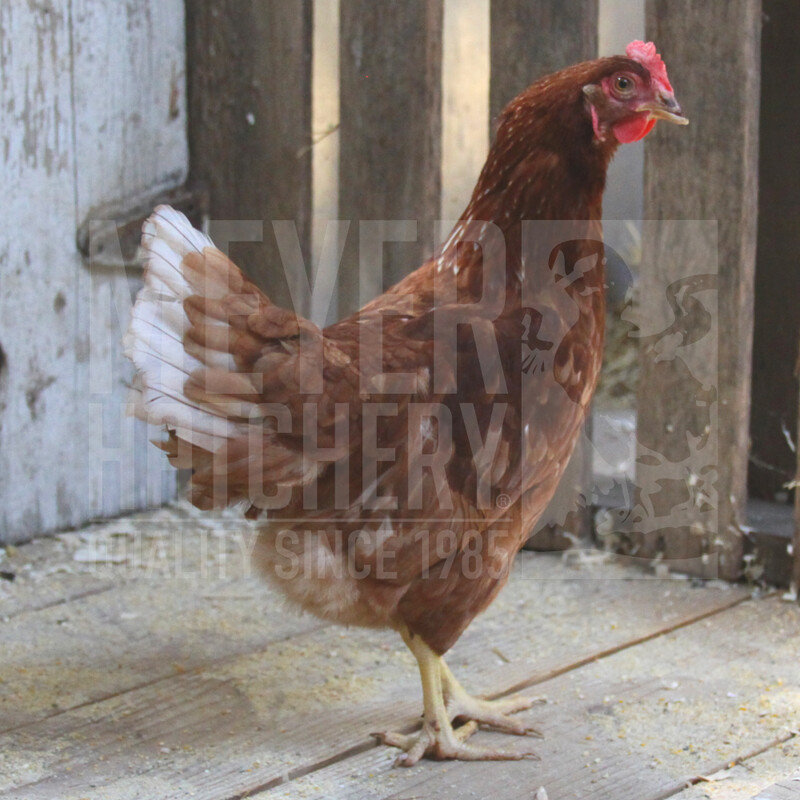 Golden Buff Day Old Chicks - Ship Separate