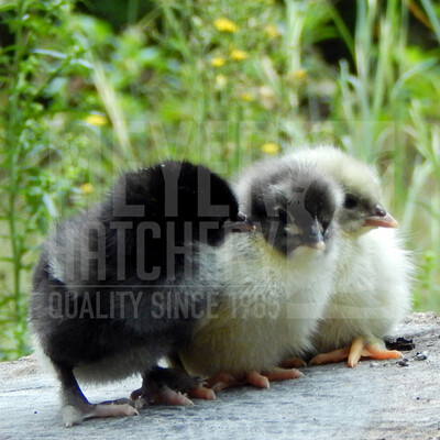 Assorted Marans Day Old Chicks